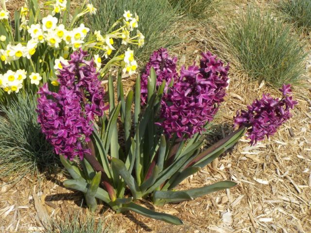 Daffodils and Hyacinths.